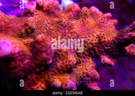 Ultra macro shot on Montipora polyps sps coral frag Stock Photo
