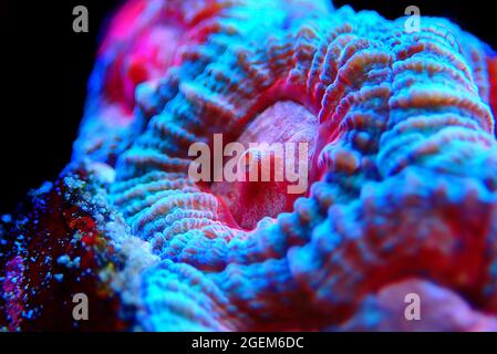 Favites is a genus of polyp stony corals in the family Merulinidae Stock Photo