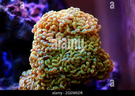 Euphyllia Crtistata, rare LPS coral in reef aquarium tank Stock Photo