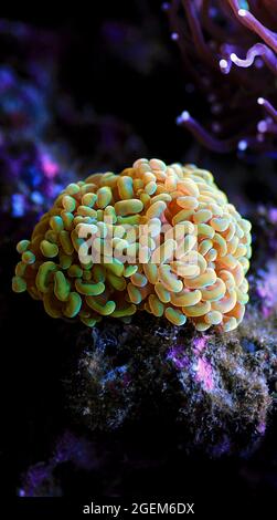 Euphyllia Crtistata, rare LPS coral in reef aquarium tank Stock Photo