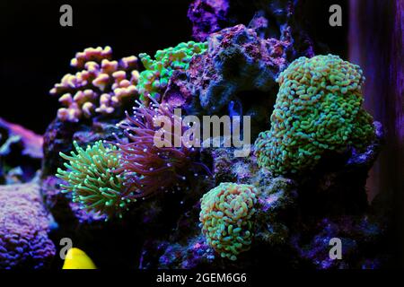 Euphyllia Crtistata, rare LPS coral in reef aquarium tank Stock Photo