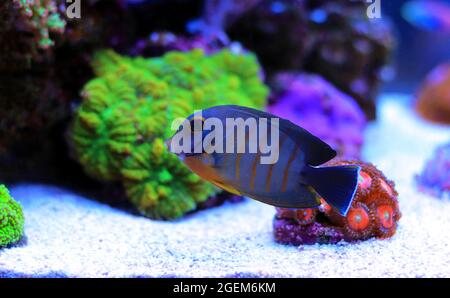 Mimic Eibli Tang - (Acanthurus tristis) Stock Photo