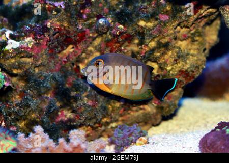Mimic Eibli Tang - (Acanthurus tristis) Stock Photo