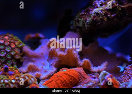 Pink Cabbage Leather Coral - (Sinularia brassica) Stock Photo