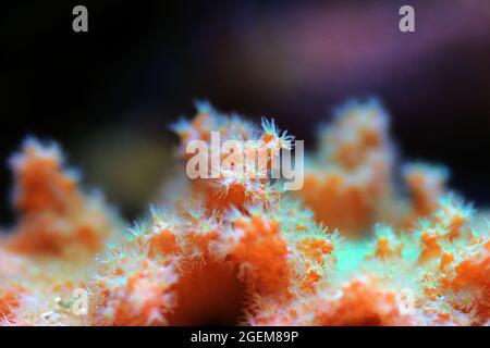 Pink Cabbage Leather Coral - (Sinularia brassica) Stock Photo