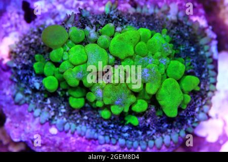 Biohazard Rhodactis green bounce mushroom coral Stock Photo