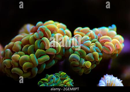 Euphyllia Crtistata, rare LPS coral in reef aquarium tank Stock Photo