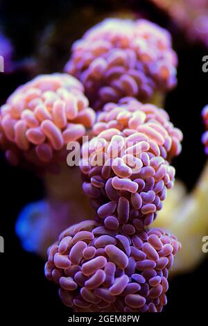 Euphyllia Crtistata, rare LPS coral in reef aquarium tank Stock Photo