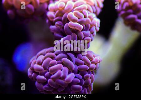 Euphyllia Crtistata, rare LPS coral in reef aquarium tank Stock Photo