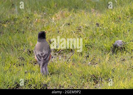 Red chested robin in the grass looking for worms in early spring Stock Photo