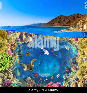 Scuba Diver over underwater canyon at blue hole at Dahab, Egypt. Collage with coral and fish Stock Photo