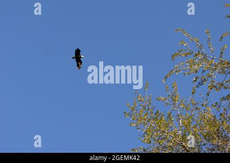large adult bald eagle flying across the sky near an overhead tree Stock Photo