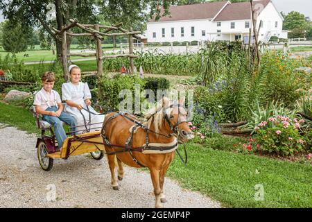 Indiana Shipshewana Amish Farm Tour,boy girl kids children miniature pony riding cart brother sister, Stock Photo