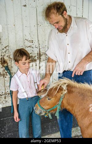 Indiana Shipshewana Amish Farm Tour,son boy father parent combing miniature horse, Stock Photo