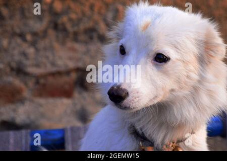 White Swiss shepherd dog looking aside in happy posture. Stock Photo