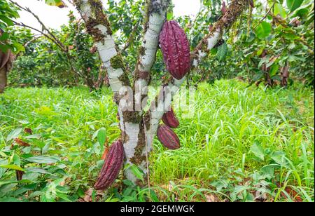 Cacao or cocoa tree (Theobroma cacao) with fruits, Cuyabeno wildlife reserve, Amazon rainforest, Ecuador. Stock Photo