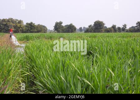 Wheat plants are being irrigated by water jet, a view of Indian farms Stock Photo