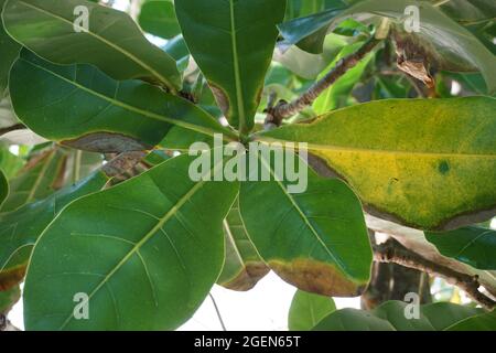 Barringtonia asiatica fruit with a natural background. This plant also calledBarringtonia asiatica, fish poison tree, putat, sea poison tree, Barringt Stock Photo