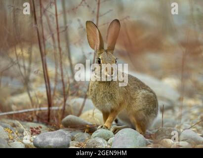 Desert Cottontail Rabbit (Sylvilagus audubonii), Sacramento County California USA Stock Photo