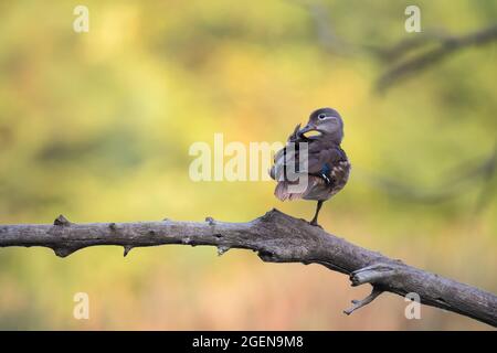Beautiful Mandarin Duck (Aix galericulata) sitting on dry tree branch on green nature background Stock Photo
