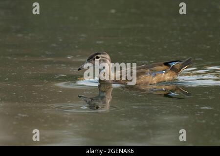 immature male Wood Duck (Aix sponsa), Sacramento County California USA Stock Photo