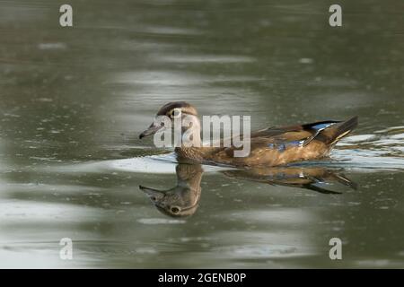 immature male Wood Duck (Aix sponsa), Sacramento County California USA Stock Photo