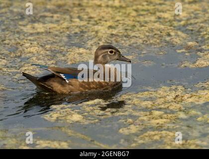 immature male Wood Duck (Aix sponsa), Sacramento County California USA Stock Photo