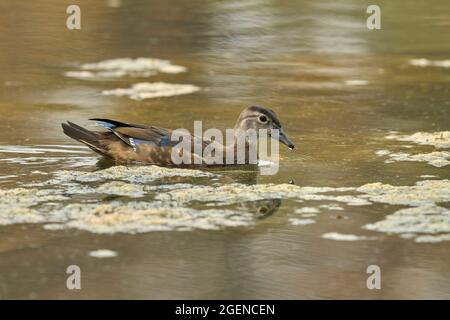 immature male Wood Duck (Aix sponsa), Sacramento County California USA Stock Photo