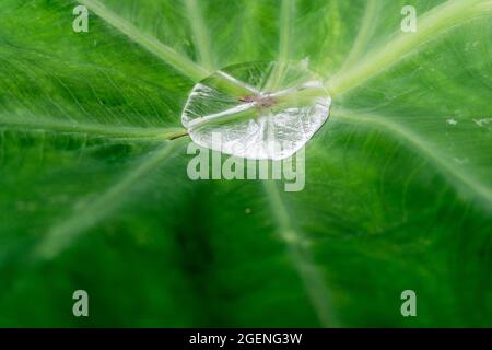 A close up shot of water droplets on Colocasia leaves. Due to its water resistence properties water does not wet the leaves and stay on the surface on Stock Photo