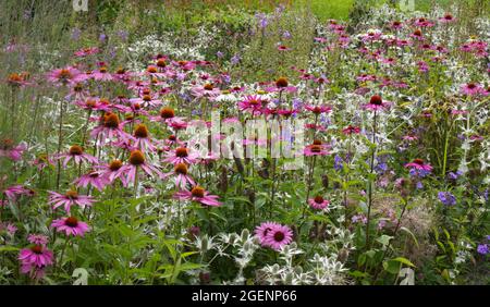 Echinacea and Eryngium giganteum Sea holly Miss Willmott's ghost in summer garden July UK Stock Photo