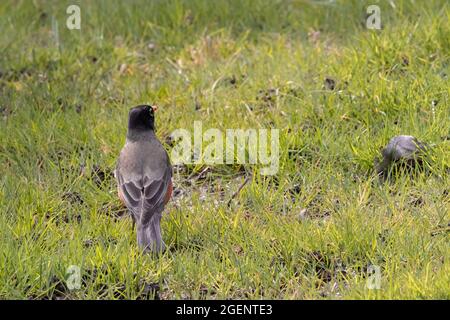 Red chested robin in the grass looking for worms in early spring Stock Photo