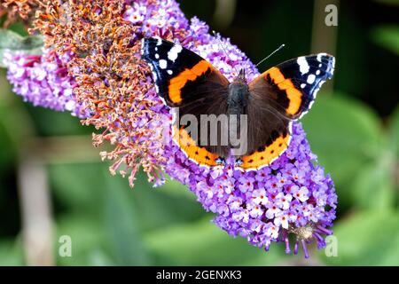Red Admiral Butterfly collecting nectar on a wild Buddleia bush in Kent UK Stock Photo