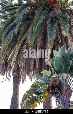 multiple different types of palm trees growing in a garden in california with different shaped palm fronds Stock Photo
