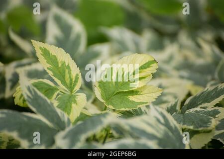 A background of solid green leaves with yellow edges. Abstraction from greening plants. Backdrop, backing, texture for postcards, screensavers, titles, inscriptions or desktop wallpaper. Stock Photo