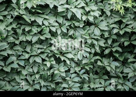 Background from solid green leaves growing by the wall. Abstraction from greening plants. Backdrop, backing, texture for postcards, screensavers, titles, inscriptions or desktop wallpaper. Stock Photo