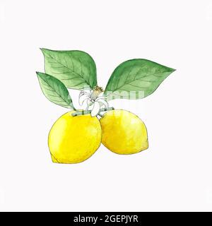 Lemon branch with fruits, leaves and flower, watercolor hand drawing, sketch, on a white background. For your design. Stock Vector