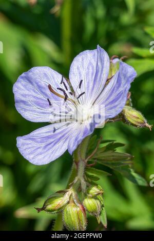 Geranium Pratense 'Mrs Kendall Clark' a summer flowering plant with a light purple summertime flower commonly known as meadow cranesbill, stock photo Stock Photo