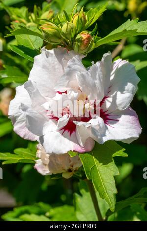 Hibiscus 'Red Heart' a summer flowering plant with a white red summertime flower commonly known as rose of Sharon, stock photo image Stock Photo