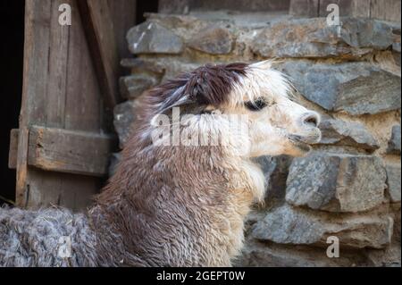 Portrait of alpaca, also known as Vicugna pacos Stock Photo