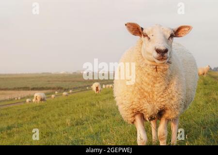 Sheep on the dike. North Sea coast in Lower Saxony, Germany. Livestock at sunset in summer, copy space. Stock Photo