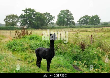 Geronimo the alpaca at Shepherds Close Farm in Wooton Under Edge, Gloucestershire. The alpaca will be slaughtered after his owner Helen Macdonald lost a last-ditch High Court bid to save him. Picture date: Saturday August 21, 2021. Stock Photo