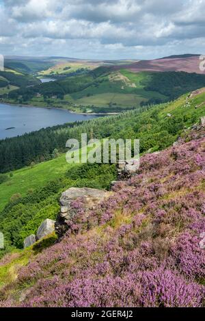 Heather flowering on Bamford Moor, high above Ladybower reservoir in the Peak District national park, Derbyshire, England. Stock Photo