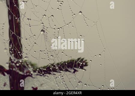 Morning dew on a spider web on a foggy morning. Large drops of dew hang on the web like crystal beads. Close-up. Outdoors. Stock Photo