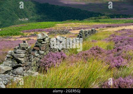 Heather and summer grasses beside a drystone wall on Bamford Moor, Peak District national park, Derbyshire, England. Stock Photo