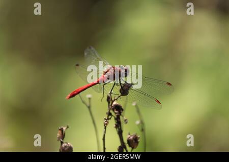 Sympetrum sanguineum, Ruddy Darter. Red dragonfly sits on a plant on a green background. Close-up. Outdoors. Stock Photo