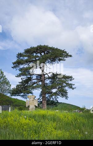 Old, large, state protected black pine tree on a graveyard covered in sunlit grass, ancient orthodox stone cross and black tombstones Stock Photo