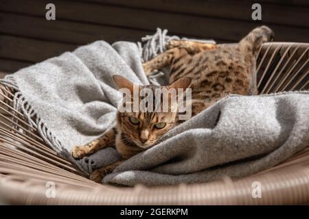 Bengal cat resting on rattan chair in the balcony Stock Photo