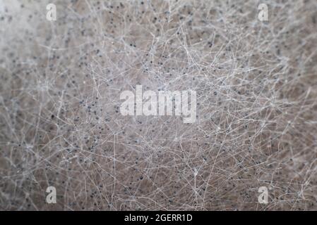 macro crystals and filaments of mold close-up