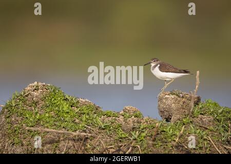 Common Sandpiper (Actitis hypoleucos) Cantley Norfolk GB UK August 2021 Stock Photo
