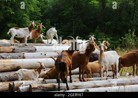 Ziegen mit Hörner am Land In der Nähe von Nüernberg, Franken, Bayern Stock Photo